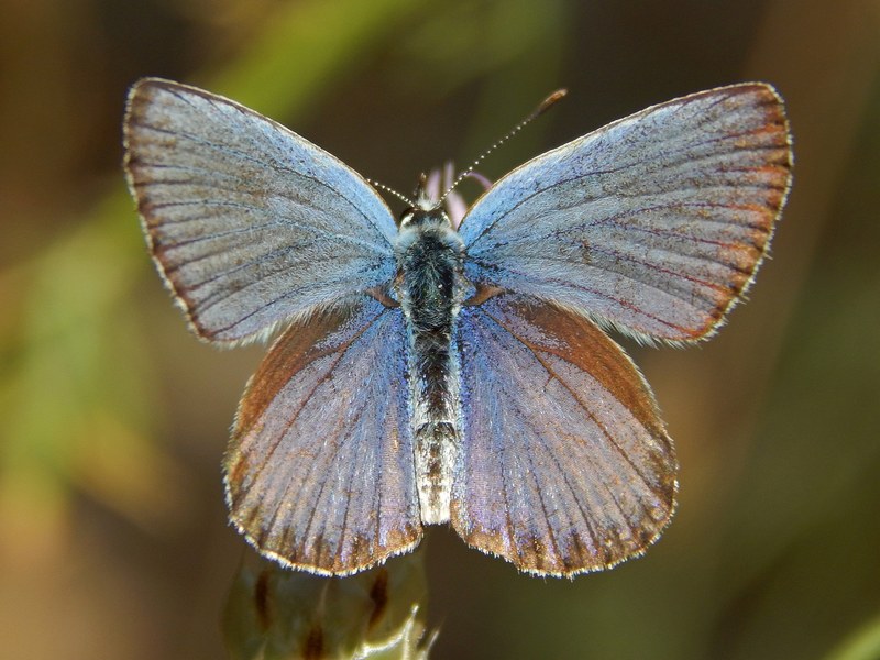 Aiuto ID Plebejus sp.